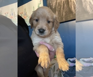 Golden Retriever Puppy for sale in CANON CITY, CO, USA