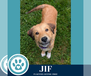 Golden Pyrenees Dogs for adoption in Kimberton, PA, USA