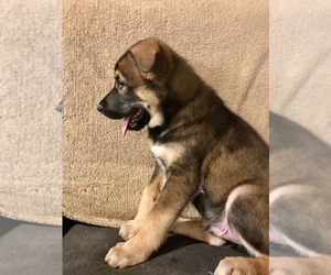 Alaskan Malamute-German Shepherd Dog Mix Puppy for sale in BALTIMORE, MD, USA