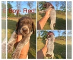 Puppy Male Red German Shorthaired Pointer