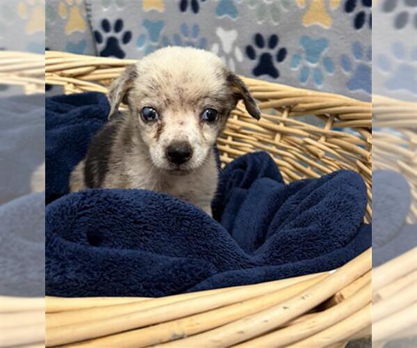 Medium Photo #1 Australian Shepherd Puppy For Sale in Rosenberg, TX, USA