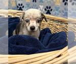 Small Australian Shepherd