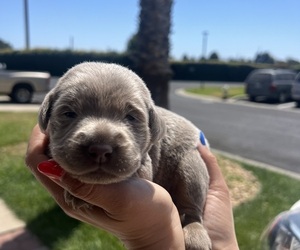 Labrador Retriever Puppy for sale in SANTA MARIA, CA, USA