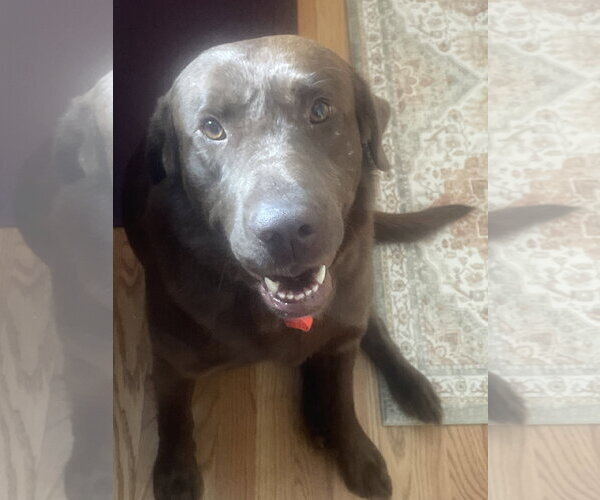 Medium Photo #4 Labrador Retriever Puppy For Sale in Omaha, NE, USA