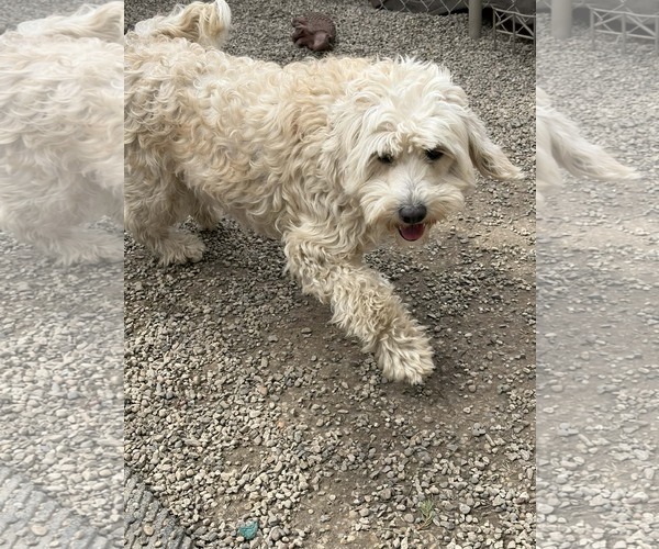 Medium Photo #1 Poodle (Miniature)-Wheaten Terrier Mix Puppy For Sale in Mukwonago, WI, USA