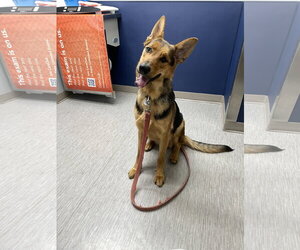 German Shepherd Dog Dogs for adoption in Centreville, VA, USA