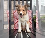 Small Photo #2 Shetland Sheepdog Puppy For Sale in INDIANAPOLIS, IN, USA