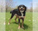 Small #3 Border Collie Mix