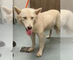 Small Siberian Husky Mix
