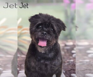 Jet - Male Pugairn Dog for Adoption - Photo #6
