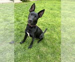 Small #1 Mutt
