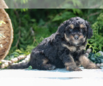 Small Photo #19 Miniature Bernedoodle Puppy For Sale in BREMEN, IN, USA