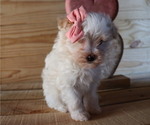 Small Photo #5 Maltipoo Puppy For Sale in HONEY BROOK, PA, USA