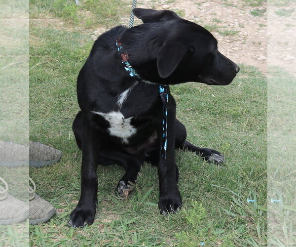 Medium Photo #4 Labrador Retriever Puppy For Sale in Bandera, TX, USA