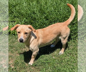 Dachsador Dogs for adoption in Oakhurst, NJ, USA