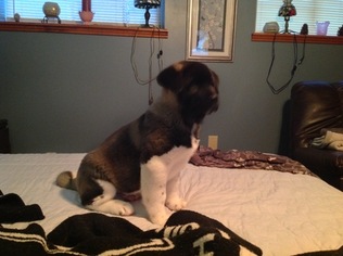 Akita Puppy for sale in PITTSBURGH, PA, USA