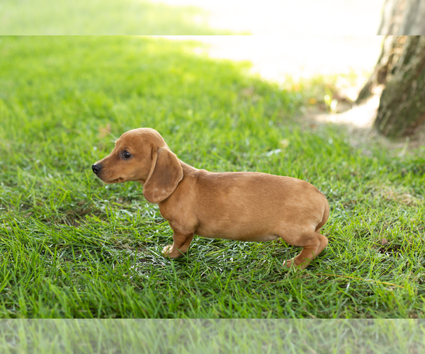 Medium Photo #4 Dachshund Puppy For Sale in BREMEN, IN, USA