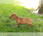 Small Photo #39 Dachshund Puppy For Sale in BREMEN, IN, USA
