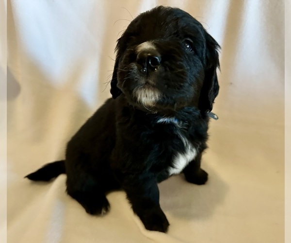 Medium Photo #8 Golden Mountain Dog Puppy For Sale in DRAIN, OR, USA