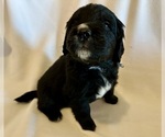 Small #7 Golden Mountain Dog