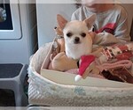 Small Photo #1 Chihuahua Puppy For Sale in DAYTON, OH, USA