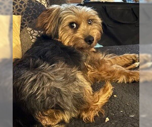 Medium Photo #1 Mutt Puppy For Sale in Fargo, ND, USA