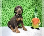 Puppy Tan Collar Doberman Pinscher