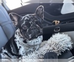 Small Photo #1 French Bulldog Puppy For Sale in TAMPA, FL, USA