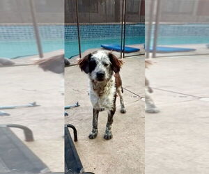 Wirehaired Pointing Poodle Dogs for adoption in San Diego , CA, USA