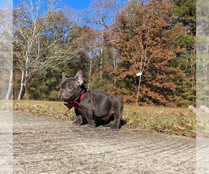 French Bulldog Puppy for sale in LOCUST GROVE, GA, USA