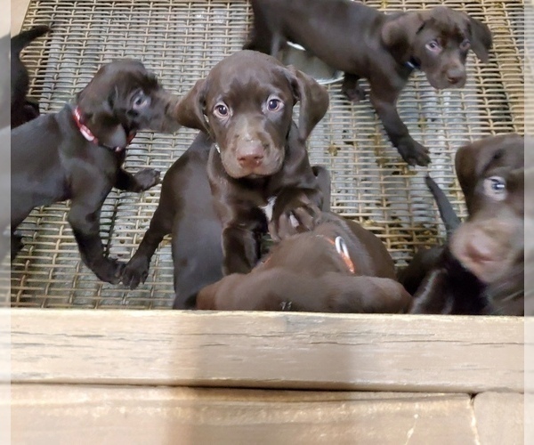 Medium Photo #15 German Shorthaired Lab Puppy For Sale in GRANITE CITY, IL, USA