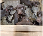 Small #14 German Shorthaired Lab