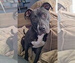 Small #54 American Pit Bull Terrier Mix
