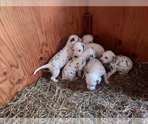 Medium Photo #2 Dalmatian Puppy For Sale in ADDISON, IL, USA