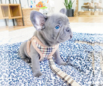 Small Photo #1 French Bulldog Puppy For Sale in ARLINGTON, WA, USA