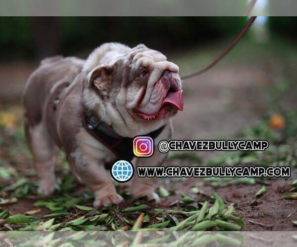 Medium Photo #1 English Bulldog Puppy For Sale in MURRIETA, CA, USA