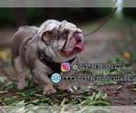 Small Photo #1 English Bulldog Puppy For Sale in MURRIETA, CA, USA