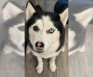 Siberian Husky Puppy for sale in HOUSTON, TX, USA