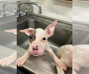 Mutt Dogs for adoption in Baytown, TX, USA