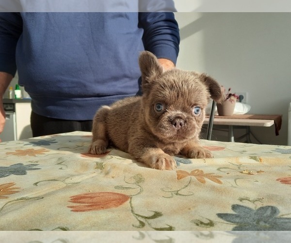 Medium Photo #6 French Bulldog Puppy For Sale in Kaposvar, Somogy, Hungary