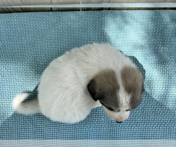 Medium Photo #12 Great Pyrenees Puppy For Sale in JERSEYVILLE, IL, USA