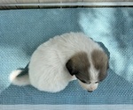 Small Photo #12 Great Pyrenees Puppy For Sale in JERSEYVILLE, IL, USA