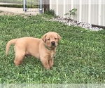 Small Photo #3 Labrador Retriever Puppy For Sale in PARIS, MO, USA