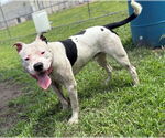 Small #2 American Pit Bull Terrier
