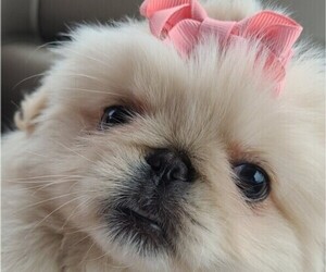 Medium Pekingese