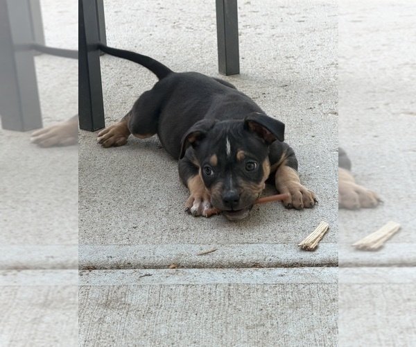 Medium Photo #1 American Bully Puppy For Sale in AURORA, CO, USA