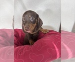 Diesel - Male Dachshund Puppy for Sale - Photo #6