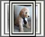 Small Photo #11 Sheepadoodle Puppy For Sale in RIALTO, CA, USA