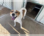 Clementine - Female Coonhound-Unknown Mix Dog for Adoption - Small photo