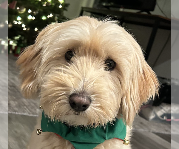 Medium Photo #1 Mutt Puppy For Sale in San Ramon, CA, USA